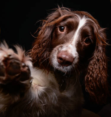 Magazine Create Your Light article Pet photography with landscape photographer Nigel Danson & his Springer Spaniel, Pebbles