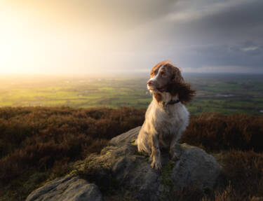 Magazine Create Your Light article Pet photography with landscape photographer Nigel Danson & his Springer Spaniel, Pebbles