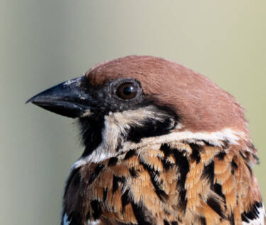 Bird photography by Ricci Chera for Nikon Magazine's Tried and Tested series. These photos were taken using the new NIKKOR Z 180-600mm f/5.6-6.3 VR