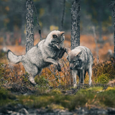 Konsta Punkka's wildlife photography with the Nikon Z 7II 