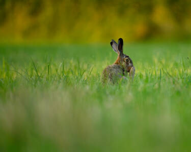 Dimitri Lazardeux's image assets for Nikon magazine