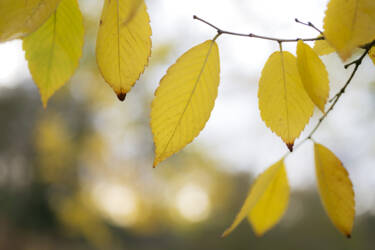 Ross Hoddinott | Nikon magazine