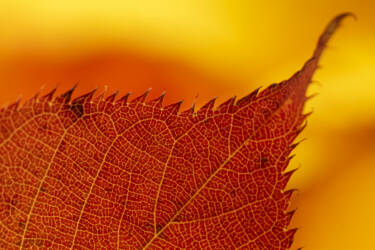 Ross Hoddinott | Nikon magazine