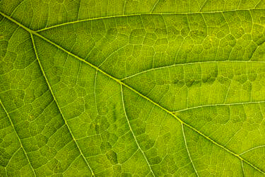 Nikon magazine - macro photography with spring flowers